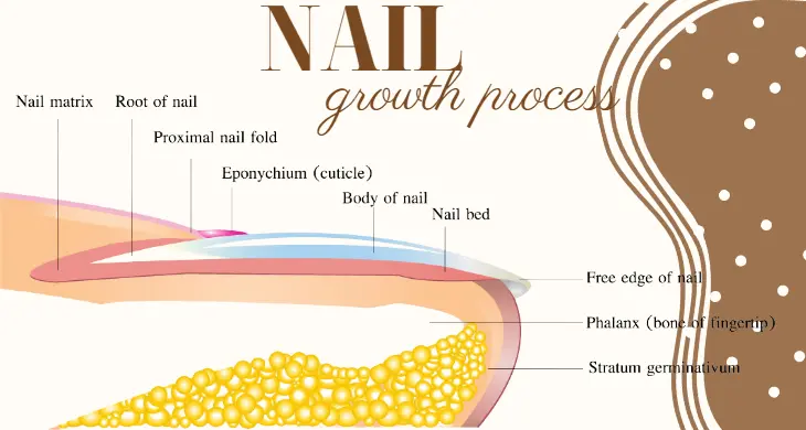Nail Growth Process: Understanding the Cycle
