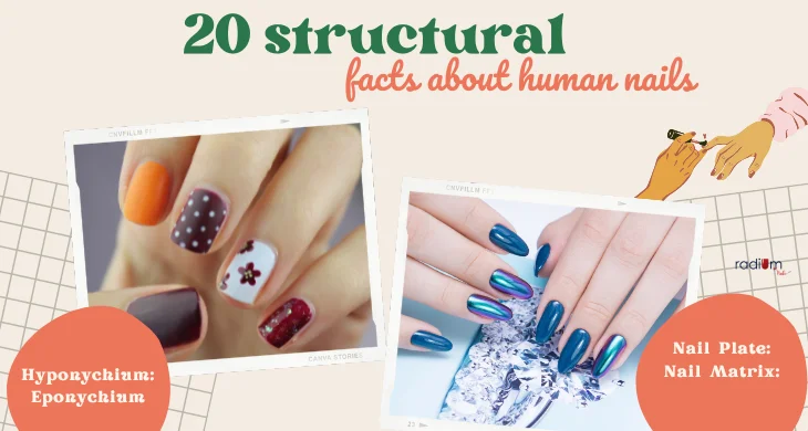 facts about human nails